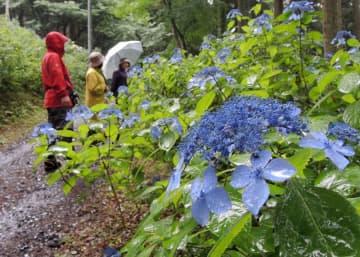 雨にぬれて色鮮やかさを一層増したヤマアジサイの一種「クロヒメ」＝２３日、一関市舞川のみちのくあじさい園