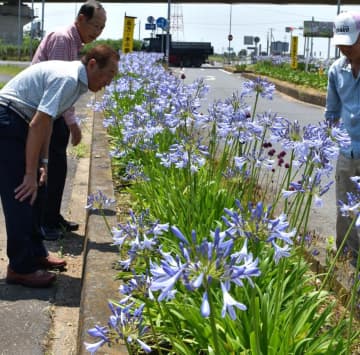 見頃を迎えたアガパンサス=潮来市延方西