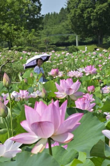 見頃を迎えた古河公方公園の大賀ハス=5日午前、古河市鴻巣