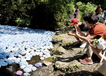 みちのくあじさい園で始まった「あじさいの池」。幻想的な雰囲気に多くの来園者が足を止めて見入っている