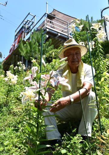 希少品種の「ベニスジヤマユリ」の手入れをする山田哲夫さん=行方市西蓮寺