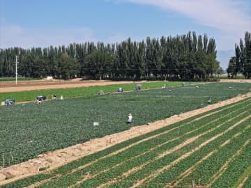 寧夏自治区は今年5月から現在までの間に、10回にわたって計70トンを超える高冷地野菜を「空飛ぶタクシー」でドバイ市場に届けた。