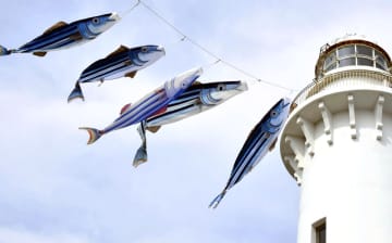 薄磯海岸を彩るかつおのぼり