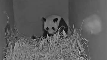 オランダのアウエハンツ動物園は15日、同動物園で飼育されているジャイアントパンダ「ウーウェン」がこのほど出産したことを明らかにした。