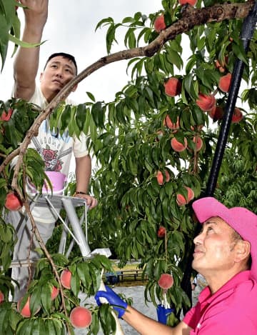 モモ狩りを体験するキム・テヨンさん（左）＝17日・福島市飯坂町、まるせい果樹園