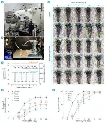 中国科学院新疆生態・地理研究所の科学研究チームはこのほど、第3回新疆総合科学調査の期間中、火星でも生存できる可能性がある植物「シントリキア・カニネルビス」を砂漠の極限環境で発見した。