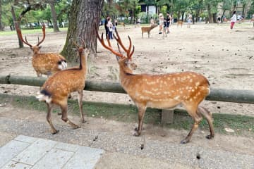 奈良県で男性がシカを蹴る動画が物議を醸している件について、中国のSNS上では当事者の国籍について議論が巻き起こっている。