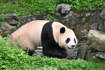 4月に韓国から返還され、四川省の中国ジャイアントパンダ保護研究センター・臥竜神樹坪基地で暮らすジャイアントパンダの「福宝」が20日、4歳の誕生日を迎えた。