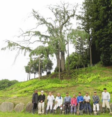 樹勢の衰えが見られる合戦場のしだれ桜。保存会メンバーはCFへの協力を求めている＝6月、二本松市