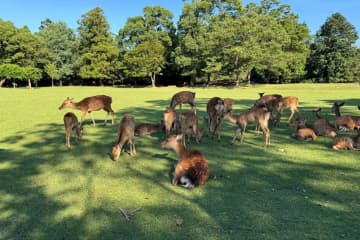 奈良公園周辺に生息する国の天然記念物「奈良のシカ」に、中国語を話す男性集団がふんをつけた鹿せんべいを食べさせようとする動画がSNSで拡散し、日本人の怒りを招いていると、香港メディアの香港01が報じた。