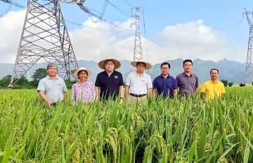 広東省仏山市三水区大塘鎮にある栽培モデル水田で3日、ずっしりとした金色の稲穂が収穫期を迎えようとしていた。