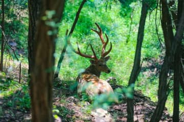 シカと出会える大連の蓮花山が人気観光スポットになっている。