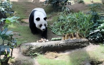 香港海洋公園の研究チームはジャイアントパンダ「アンアン」の生前31カ月に及ぶ研究を行い、この世界最長寿のオスの飼育パンダの晩年の活動軌跡と生息地の好みを分析した。