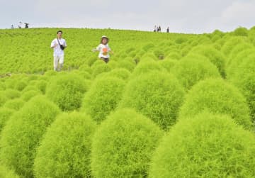 丘一面を緑色に染めるコキア=ひたちなか市馬渡