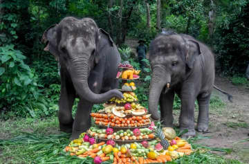 雲南省シーサパンナ・タイ族自治州にあるアジアゾウ救護・繁殖センターは中国で唯一アジアゾウの保護・救助・繁殖研究を主な業務とする科学研究基地だ。