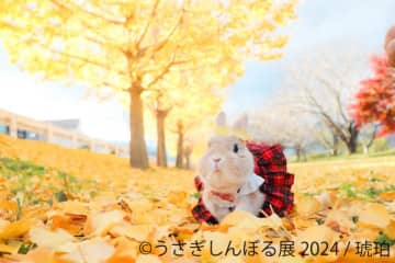 「うさぎしんぼる展 2024」展示作品