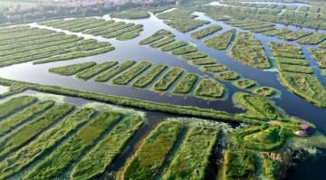 河北省雄安新区の唐河入淀口湿地は優れた生態景観を取り戻しつつある。