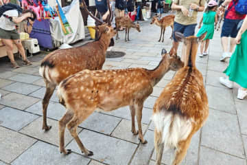 日本の奈良公園を訪れたある台湾人男性が、鹿せんべいを巻いてる紙を鹿に食べさせようとしたところ、「No paper」などと叫びながらやってきた広東語を話す男性に罵倒されるということがあったという。