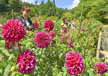 色鮮やかに咲き誇るダリア＝26日、塙町・湯遊ランドはなわ