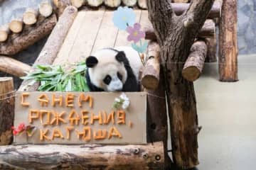 ロシアで初めて誕生したジャイアントパンダ「カチューシャ」が24日、モスクワ動物園で1歳の誕生日を迎えた。