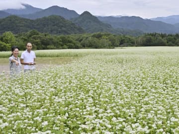 白いじゅうたんのような爽やかな景色が広がるソバ畑＝南会津町高杖原