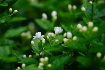 犍為県のジャスミン栽培と活用は300年近くの歴史がある。