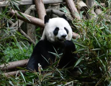 国家公園は野生ジャイアントパンダ生息地の7割以上を保護しており、13本のジャイアントパンダ局域個体群生態回廊をつなげている。