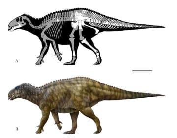 重慶黔江正陽チームが発見した初の新たなハドロサウルス科「長生黔江竜」が正式に命名された。写真は長生黔江竜の復元図。