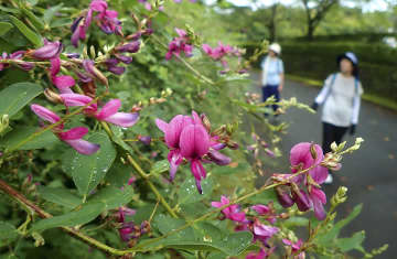 紅紫色のかれんな花を咲かせ始めたミヤギノハギ＝福島市・あづま総合運動公園