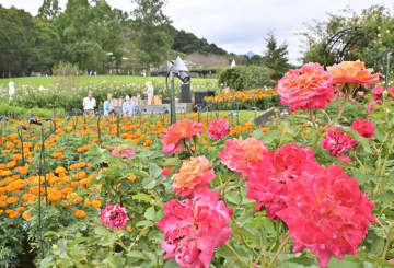 見頃を迎えた秋バラ(手前)とマリーゴールド=石岡市下青柳