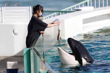 シャチなどに餌をあげられる「満喫体験」プログラム開催