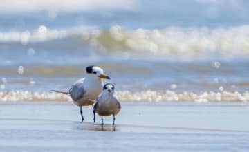 中国で国家一級重点保護鳥類に指定されているヒガシシナアジサシが最近、山東省日照市の劉家湾赶海園に再び姿を現した。