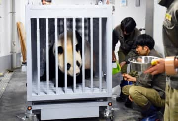 東京の上野動物園で飼育されていたジャイアントパンダの「リーリー」と「仙女シンシン」が29日、チャーター機で成田国際空港を飛び立ち、帰国の途に就いた。