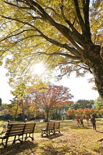 木々が赤や黄に色づいた赤塚公園=つくば市稲荷前