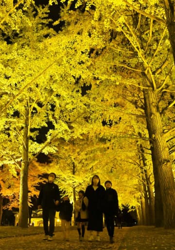 ライトアップされ黄金色に輝く県立歴史館のイチョウ並木=9日夜、水戸市緑町