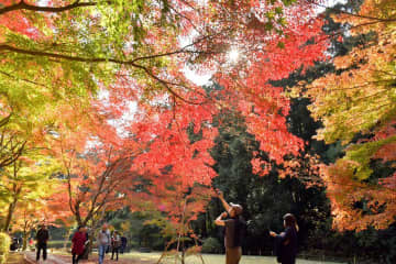 木々の葉が赤や黄に色づいた偕楽園公園「もみじ谷」=12日、水戸市見川
