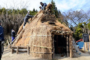 竪穴式住居の屋根ふきに励む参加者