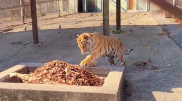 初めて落ち葉の山を見た四葉ちゃん（動画よりキャプチャ／提供：秋吉台サファリランド）