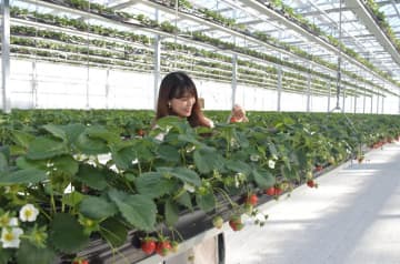 昇降式の棚で栽培されたイチゴの収穫体験ができる観光農園「グランベリー大地」=常総市三坂新田町