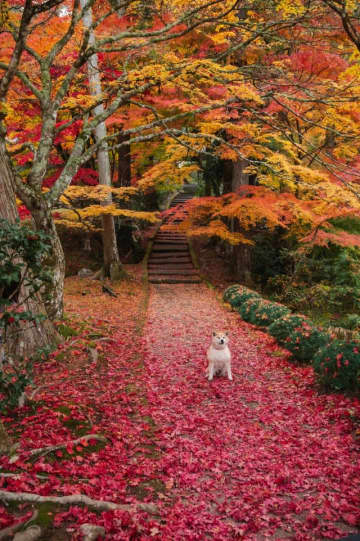 紅葉に映り込んだ可愛すぎるモデル（画像提供： lori Takanoさん）