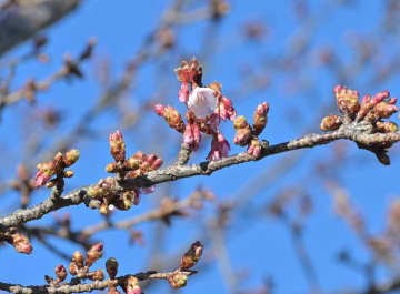 開花した「日立紅寒桜」=5日午後、日立市宮田町のかみね公園