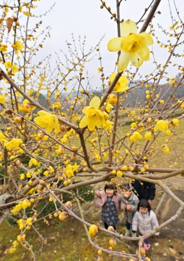 黄色い花を咲かせるロウバイ=14日午前、筑西市宮山の宮山ふるさとふれあい公園