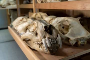 動物考古学者にとって、骸骨はまさに情報の宝庫だ (Philippe Wagneur / Muséum Genève)