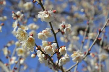 早咲きの梅は五分咲きとなった曽我梅林＝30日、小田原市曽我別所