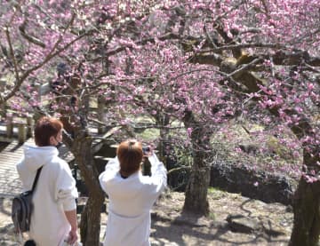 梅まつりを楽しむ観光客=筑波山