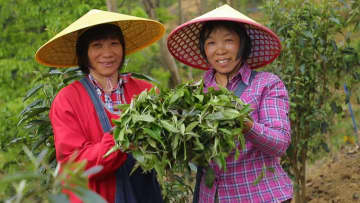 毛茶栽培・観光の融合が農村振興を後押し　中国広東省竜門県