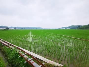 福建省三明市建寧県は中国最大のハイブリッド稲種籾生産拠点県で、全国の種籾10粒のうち1粒以上は建寧産だ。